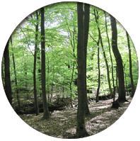 Naturheilverfahren Heilpraktiker Naturheilpraxis Bremen